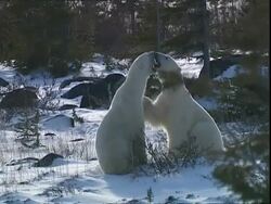 Polar bears (Ursus maritimus) play fighting in clearing, near Churchill, Manitoba, Canada Stock Footage