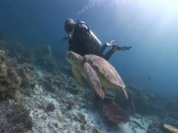 Diver swimming with Green Sea Turtle (Chelonia mydas), Sipadan, Malaysia, Borneo Stock Footage