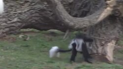 Prague birth boosts endangered monkey population News Clip