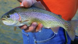 BIOTECH'S FUTURE: ONE TEST SHOWS EVERY BACTERIA, VIRUS AND PARASITE IN YOUR BODY Instructional Video