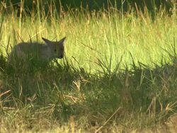 MS Shot of side-striped jackal standing and chewing in tall green grass / Okavango Delta, North-West District, Botswana Stock Footage