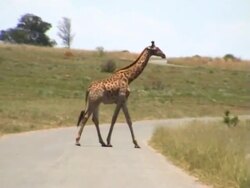 Giraffe Stock Footage