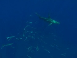 Great hammerhead, Sphyrna mokarran, yellowtail snapper shoal, near surface, underwater, Bahamas  Stock Footage
