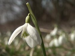 HD: Snowdrop Stock Footage