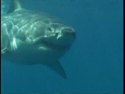 MCU Great White Shark swimming to and past camera, Guadalupe Island, Pacific Ocean Stock Footage