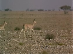 WA Arabian gazelles, Gazella arabica, running over desert, pan right, high speed, Jiddat al Harasis desert, Oman Stock Footage