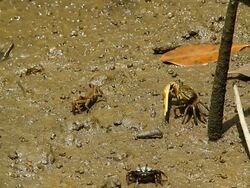 Crab in mangrove forest Stock Footage