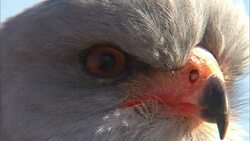 A bird of prey looks intently at its surroundings. Stock Footage