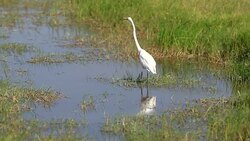 Great Egret Preying Stock Footage