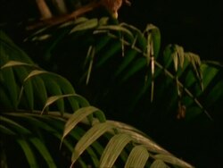 High Speed - Bat flies through frame carrying fig, Panama Stock Footage