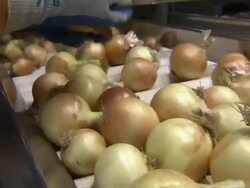 Close up of employee's hands sorting through the onions as they move along a conveyor and into a machine. Stock Footage