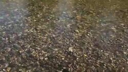 Pan left over shallow creekbed Stock Footage