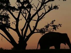 asia elephant in the forest at sunset Stock Footage