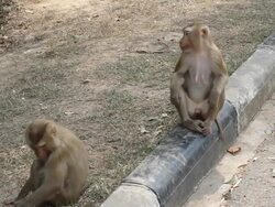Two monkeys Stock Footage