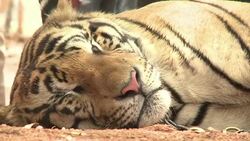 VOICED : Disputa por tigres en Tailandia News Clip