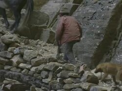 MS TU Yaks caravan walking along narrow trail on rocky cliff  above Phoksundo lake / Himalayas, Upper Dolpo, Nepal  Stock Footage