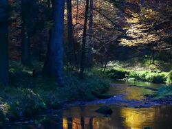 HD Stream in Autumn Forest (Loopable) Stock Footage