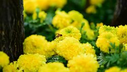 Bee Flower Stock Footage