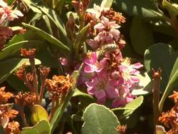 Bee pollination Stock Footage