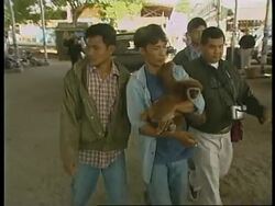 THAILAND: WILDLIFE EXPLOITATION CRACKDOWN News Clip