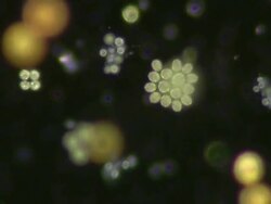 Mixed Protists: Algal sample taken from Dolbryn pond, Carmarthenshire, UK. Many different species swimming in a drop of pond water. Stock Footage