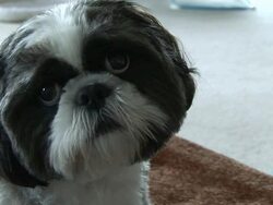 (HD1080i) Dog Looks At, and Away from Camera Stock Footage