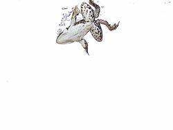 High speed Frog swimming through water, white background Stock Footage