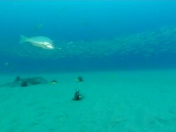 WS Shot of Snapper and several fire fish swimming and drifting above sea floor and rocky outcrops / Matola, Maputo, Mozambique Stock Footage