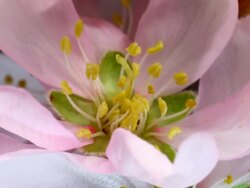 Pink Almond Flower blooming in macro shot. Stock Footage