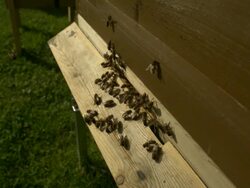 Honey bees (Apis sp.) at entrance to wooden hive Stock Footage