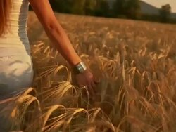 Caressing The Wheat Stock Footage