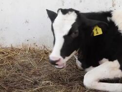 Dairy cattle eating straw. Stock Footage