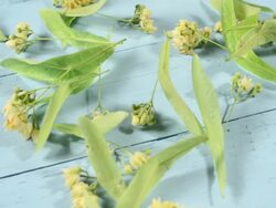 Drying linden flowers Stock Footage