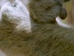 CU Yellow Baboon, Papio cynocephalus, eating and holding baby, Tanzania Stock Footage