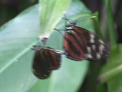 Mating butteflies Stock Footage