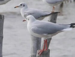 Seagull Stock Footage