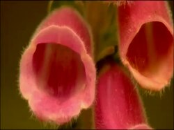 Foxglove (Digitalis sp.) flowers, Parque Natural Los Alcornocales (Cadiz y Malaga), Andalucia, Spain Stock Footage