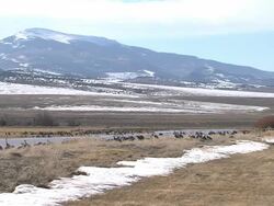 Colorado Sandhill Crane Migration Stock Footage