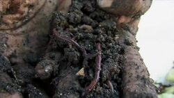 Earthworms help homeless get back on their feet News Clip