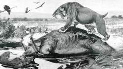 Life, Sex & Death Among the Dire Wolves Instructional Video