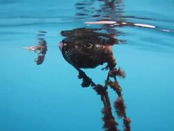 Water Buoy Stock Footage