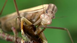 European Mantid, mantis religiosa, Adult eating a Cockroach, Normandy, Real Time Stock Footage
