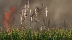 sugar cane fire Stock Footage