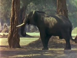 African Elephant (Loxodonta africana), MCU elephant pushes Acacia albida tree with trunk, pods fall to the ground Stock Footage