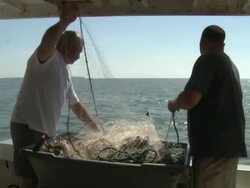 Fishermen pull an empty net from the Chesapeake Bay Stock Footage