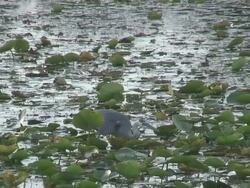 Fishing heron 4  1080/60i Stock Footage
