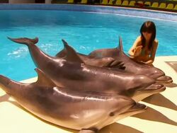 Dolphins and girl Stock Footage