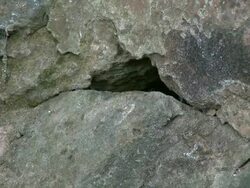 CU Tit bird flying into  with food in mouth / Saarburg, Rhineland-Palatinate, Germany  Stock Footage