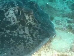 CU Shot of Round ribbontail ray swimming along sandy ocean bed with broken coral / Aliwal Shoal, Kwa Zulu Natal, South Africa Stock Footage