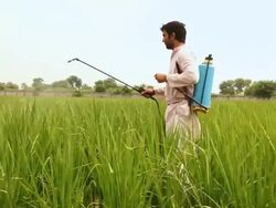 Farmer spraying Pesticides in the farm, Haryana, India Stock Footage